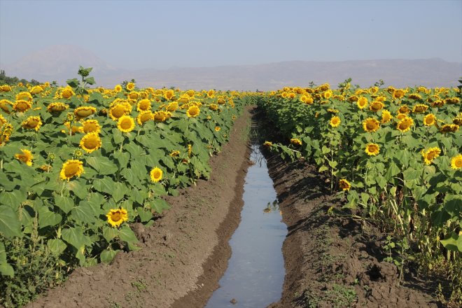 sarıya hazırlanan ayçiçeği hasada tarlaları büründü Ağrı