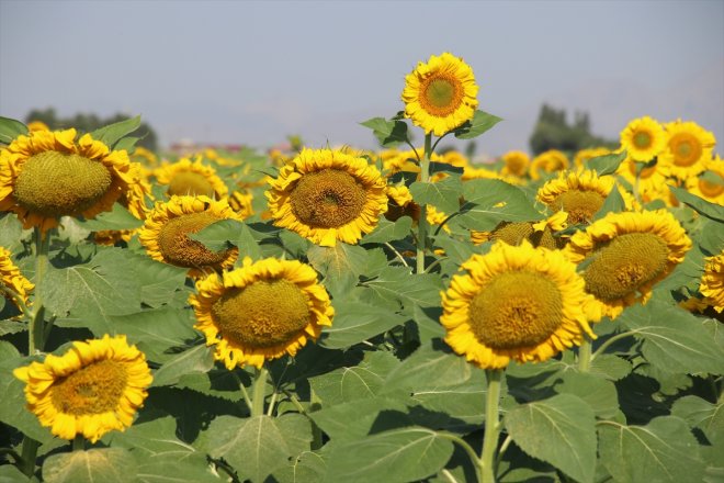 tarlaları ayçiçeği hazırlanan hasada sarıya Ağrı