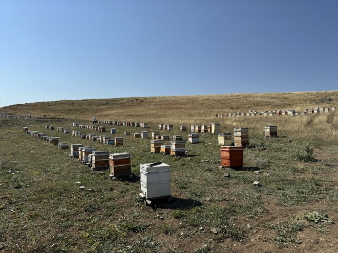 sahiplerine ve getiriyor arıları şifa ihtiyaç Kızılay