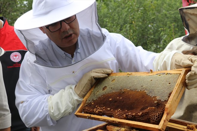 başladı balının hasadı yükseklerinde Ağrı