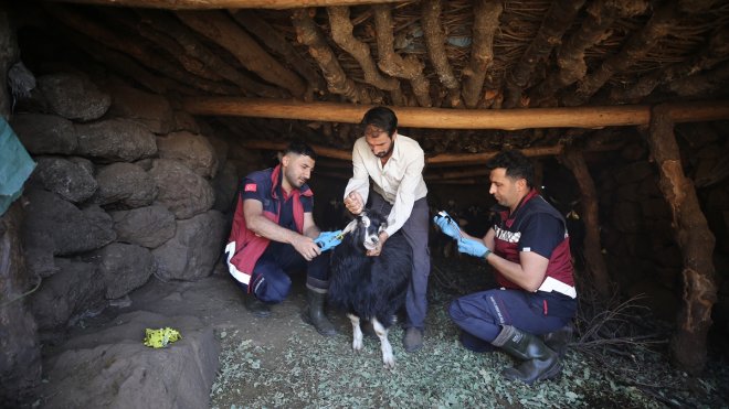 Bingöl'de veterinerler kilometrelerce yürüyüp yaylalarda küçükbaş hayvanları aşılıyor