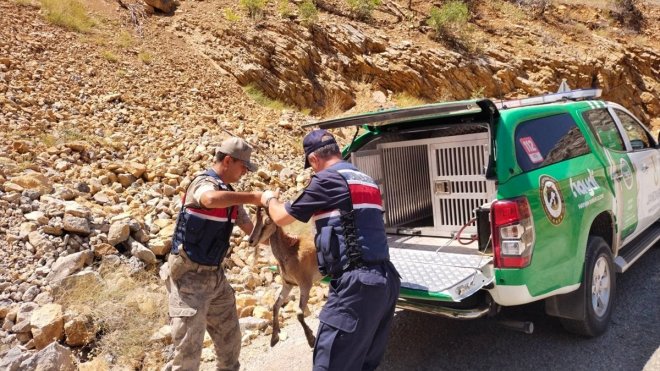 Erzincan'da bakımları tamamlanan dağ keçisi doğal ortamına bırakıldı