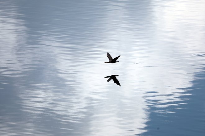 zirvedeki kuşlar IĞDIR sıcaklardan - sığınıyor kaçan Balık Gölü