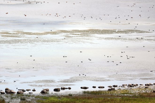 kuşlar zirvedeki Balık kaçan Kavurucu sıcaklardan IĞDIR sığınıyor - Gölü