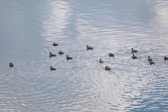 sığınıyor kuşlar IĞDIR sıcaklardan Balık - kaçan Kavurucu Gölü