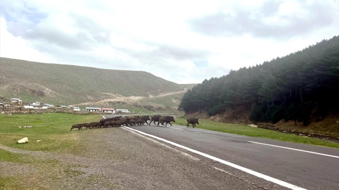 Kars'ta bozayı ve domuz sürüsü doğal yaşam alanlarında görüntülendi