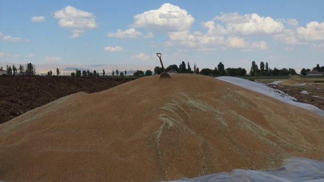 Muş'ta yüksek rekolte çiftçileri sevindirdi