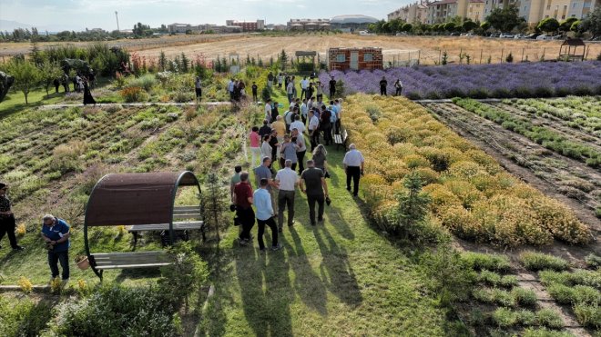 Van'da akademisyenlerin yetiştirdiği tıbbi ve aromatik bitkilerin hasadı yapıldı