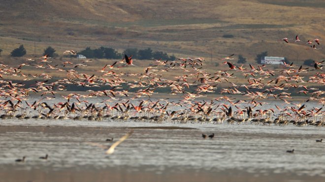 Van Gölü Havzası yazlıkçı flamingoları ağırlıyor