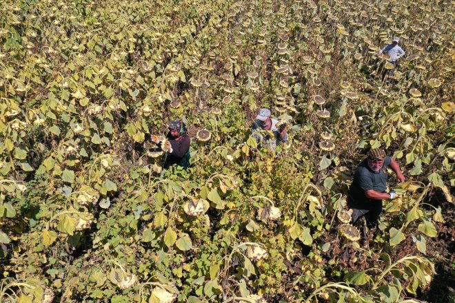 Ağrı'nın ayçiçeği tarlalarında hasat zamanı