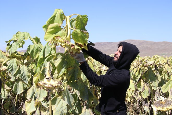 AĞRI tarlalarında zamanı hasat Ayçiçeği - 13