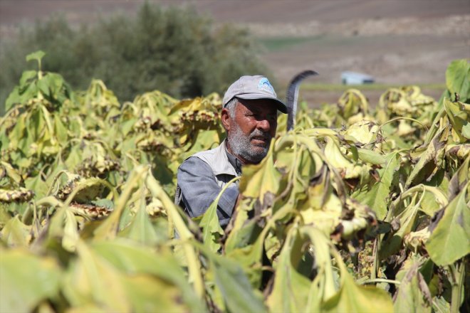 Ayçiçeği zamanı AĞRI tarlalarında hasat - 3