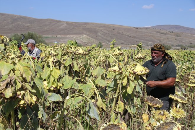 - Ayçiçeği AĞRI tarlalarında zamanı hasat 6