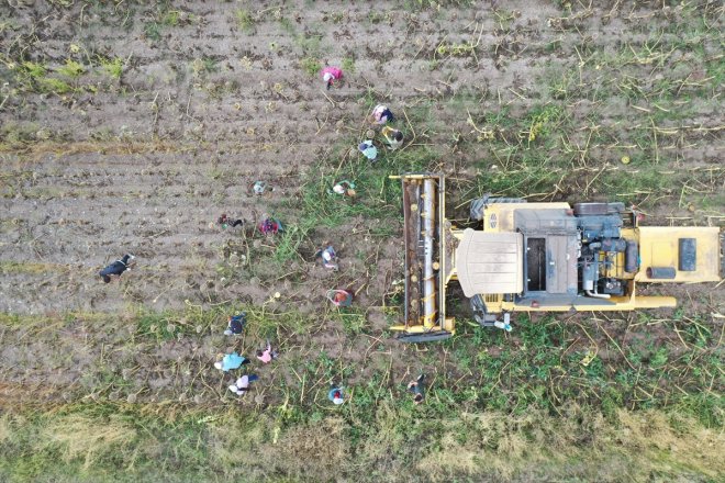 - Ayçiçeği hasat zamanı AĞRI tarlalarında 8