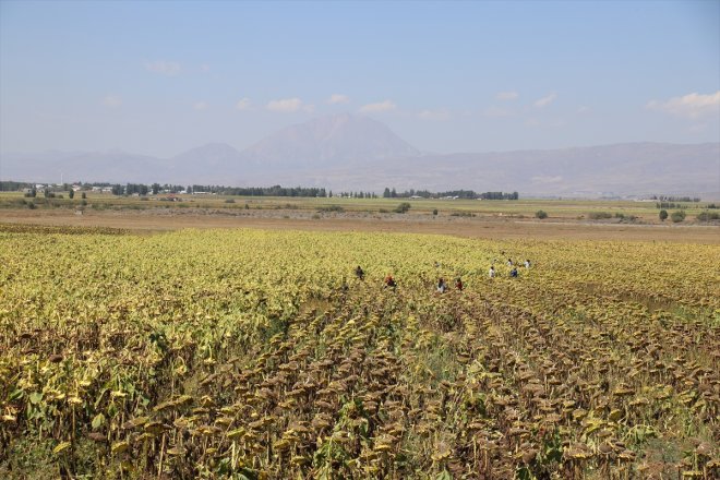 zamanı - hasat AĞRI Ayçiçeği tarlalarında 10