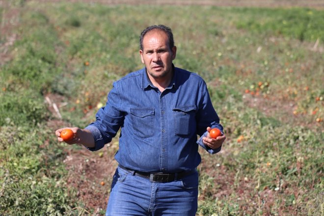 yetiştiriciliğine verim sebze başladı amaçlı alınca Ağrı