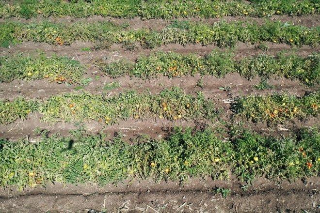 ektiği başladı amaçlı deneme iklim tohumlardan yetiştiriciliğine alınca sebze rağmen verim koşullarına Ağrı