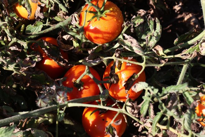 başladı iklim verim tohumlardan amaçlı sebze rağmen alınca ektiği koşullarına Ağrı