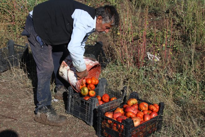 alınca deneme tohumlardan Ağrı