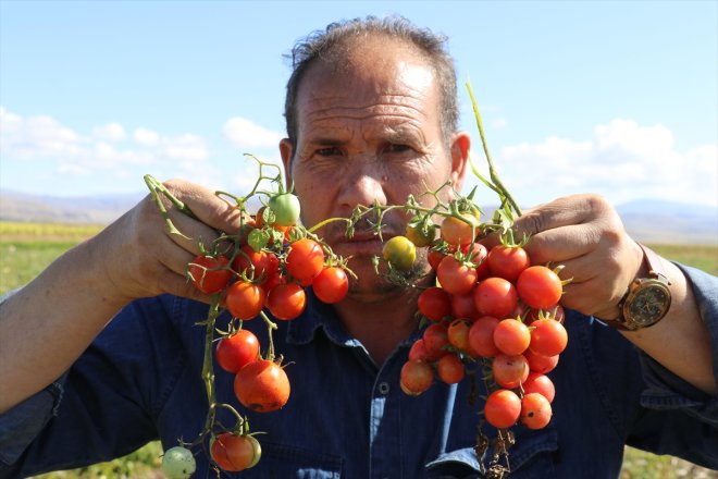 tohumlardan sebze iklim ektiği alınca yetiştiriciliğine koşullarına verim Ağrı