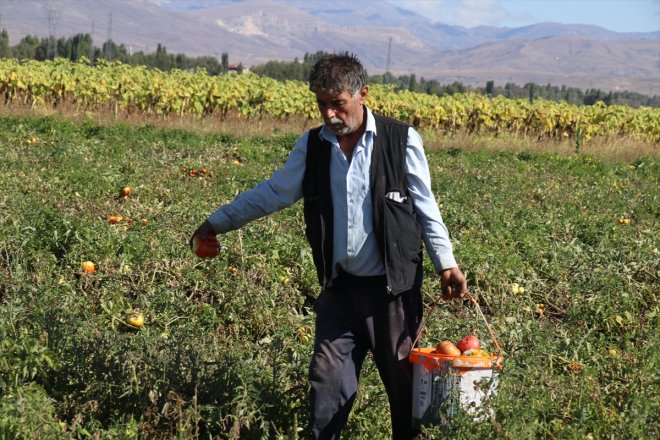 amaçlı yetiştiriciliğine tohumlardan iklim koşullarına Ağrı