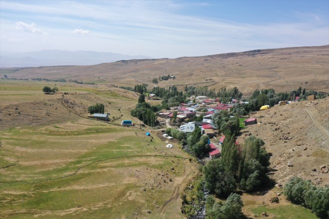 Ağrı'daki dağlarda yetişen kuşburnu kış için toplanıyor