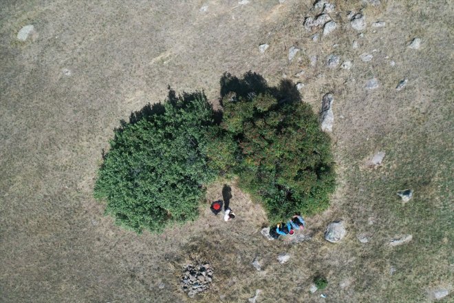 dağlarda yetişen kış toplanıyor Ağrı