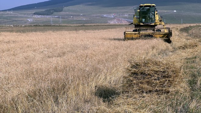 Ardahan'da tescilli kavılca buğdayında hasat dönemi başladı