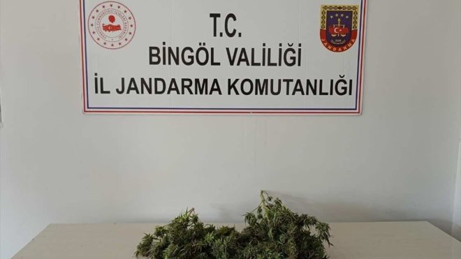 Bingöl'de 1 kilo 930 gram esrar, 180 kök Hint keneviri ele geçirildi