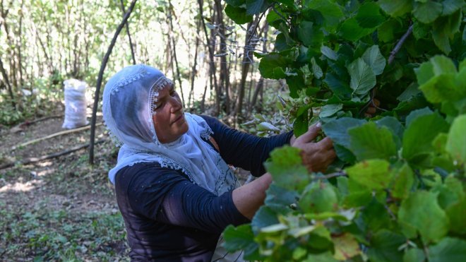 Hizan'da çiftçiler fındık hasadında