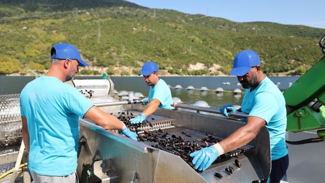 CarrefourSA'dan deniz ürünleri cirolarını 19 bin tona çıkarma hedefi