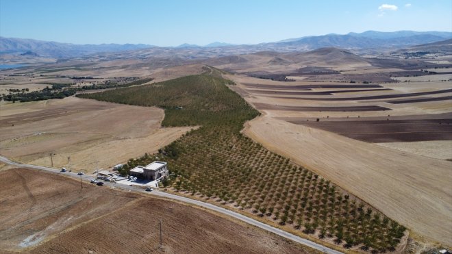 Elazığ'da 472 bin ağaçta yetiştirilen bademde hasat zamanı