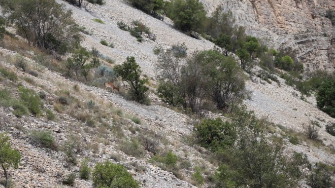 Erzurum'da dağ keçileri görüntülendi