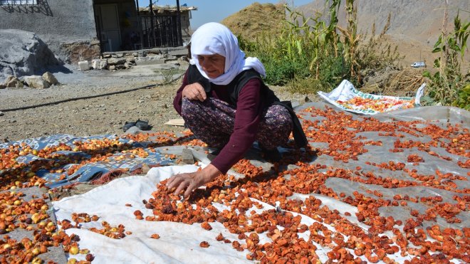 Hakkari'de üreticilerin kurutmalık mesaisi başladı