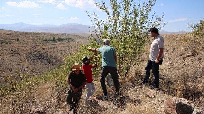 Iğdır'ın 'badem ormanı' erozyonu önledi, köylüye ek gelir sağladı