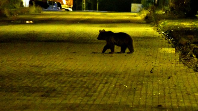 Kars'ta mahalleye inen bozayı ve yavruları yiyecek ararken görüntülendi