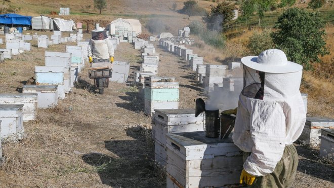 Ordulu arıcı çift Hakkari dağlarında 'en iyi bal' için mesai yapıyor