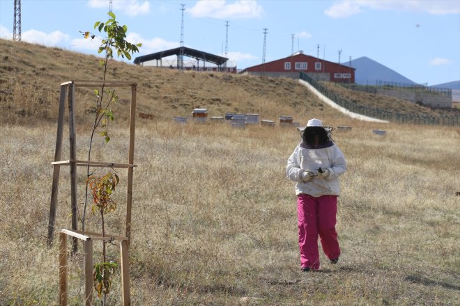 tescilli kalitesi, balının üniversitenin ve üretim analizleriyle Ağrı