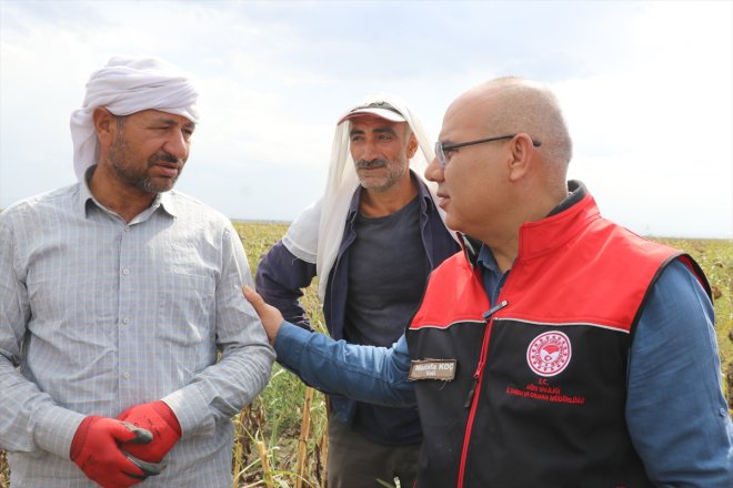 çerezlik Ağrı yetiştirilen devam Ovası