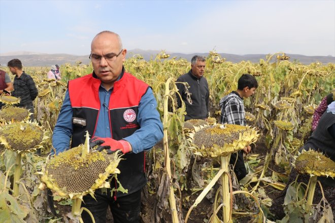 ediyor yetiştirilen Ovası