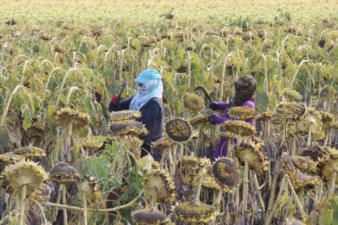 devam yetiştirilen ayçiçeğinin ediyor Ovası