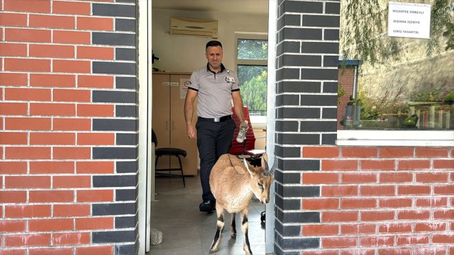 Baraj sahasını mesken tutan yavru dağ keçisini biberonla besliyorlar