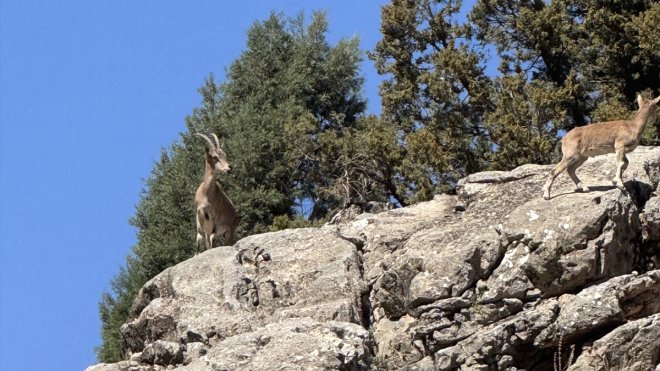 Bingöl'de dağ keçileri görüntülendi