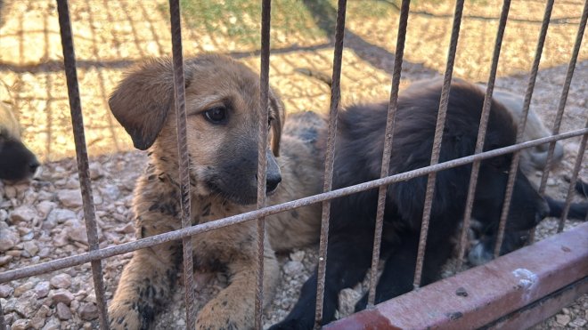 Elazığ'da öğrenciler Hayvan Bakım ve Rehabilitasyon Merkezi'ni gezdi