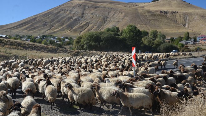 Muş'ta göçerler havanın soğumasıyla dönüş yolculuğuna başladı