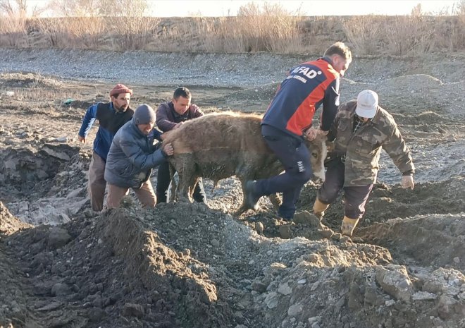 AFAD büyükbaş Ağrı