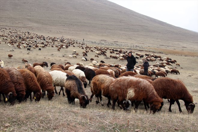 üç çobanlık kardeşin soğuk koyunla mücadelesi bin dağlarında Ağrı