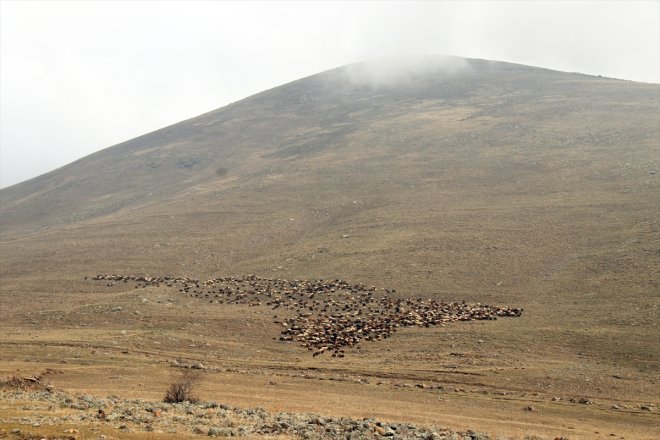 mücadelesi kardeşin dağlarında bin 3 üç soğuk koyunla çobanlık Ağrı