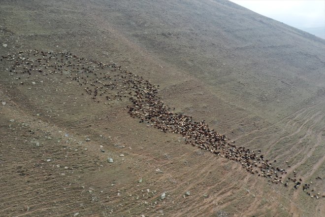 kardeşin soğuk mücadelesi çobanlık koyunla bin 3 Ağrı