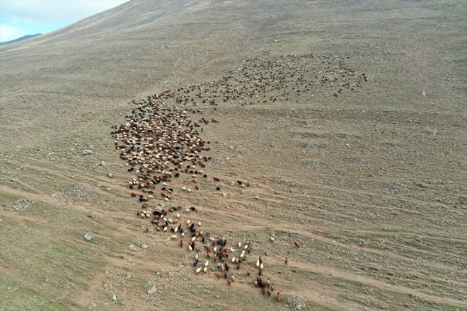 3 koyunla soğuk kardeşin üç Ağrı